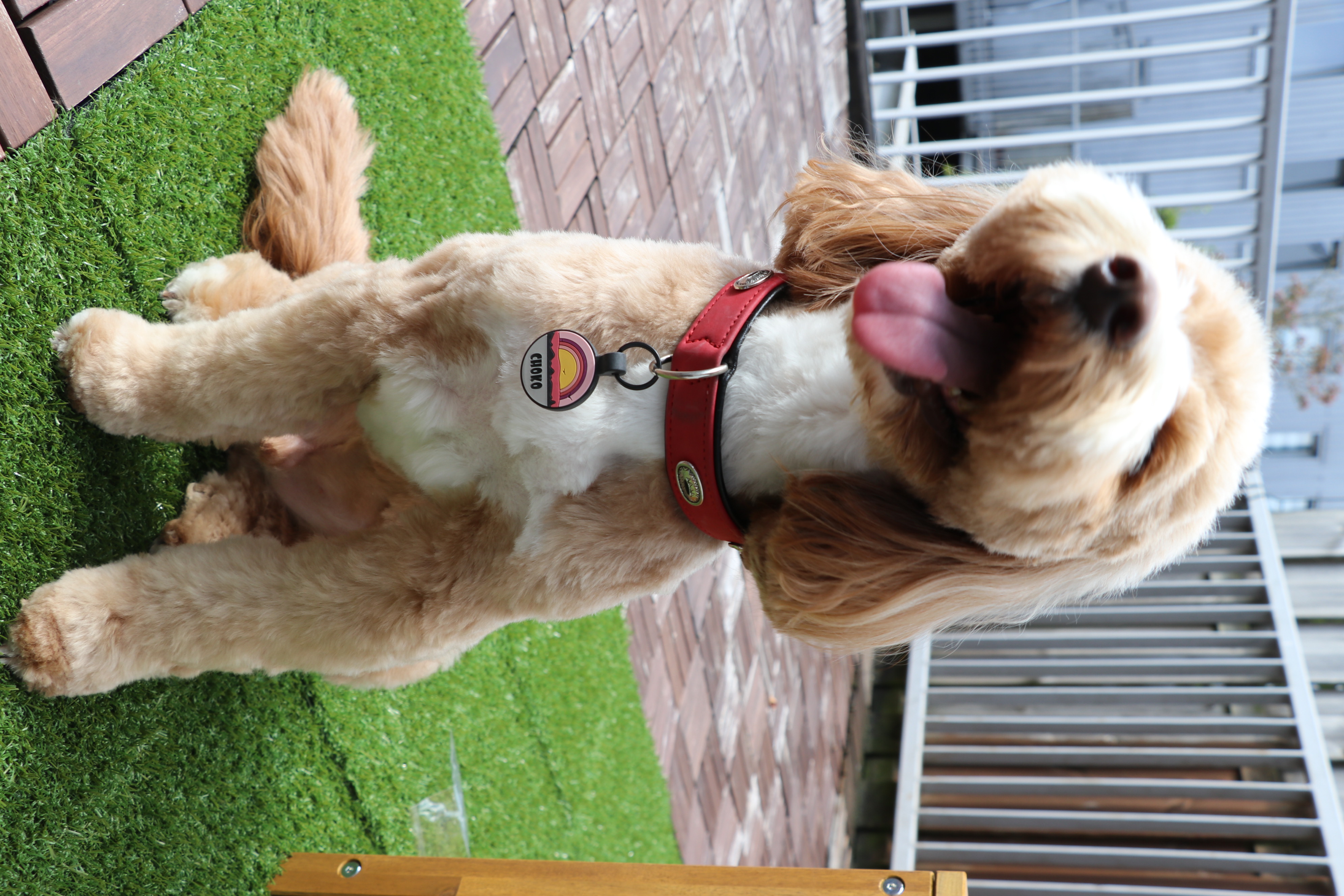 Choko wearing a personalised tag