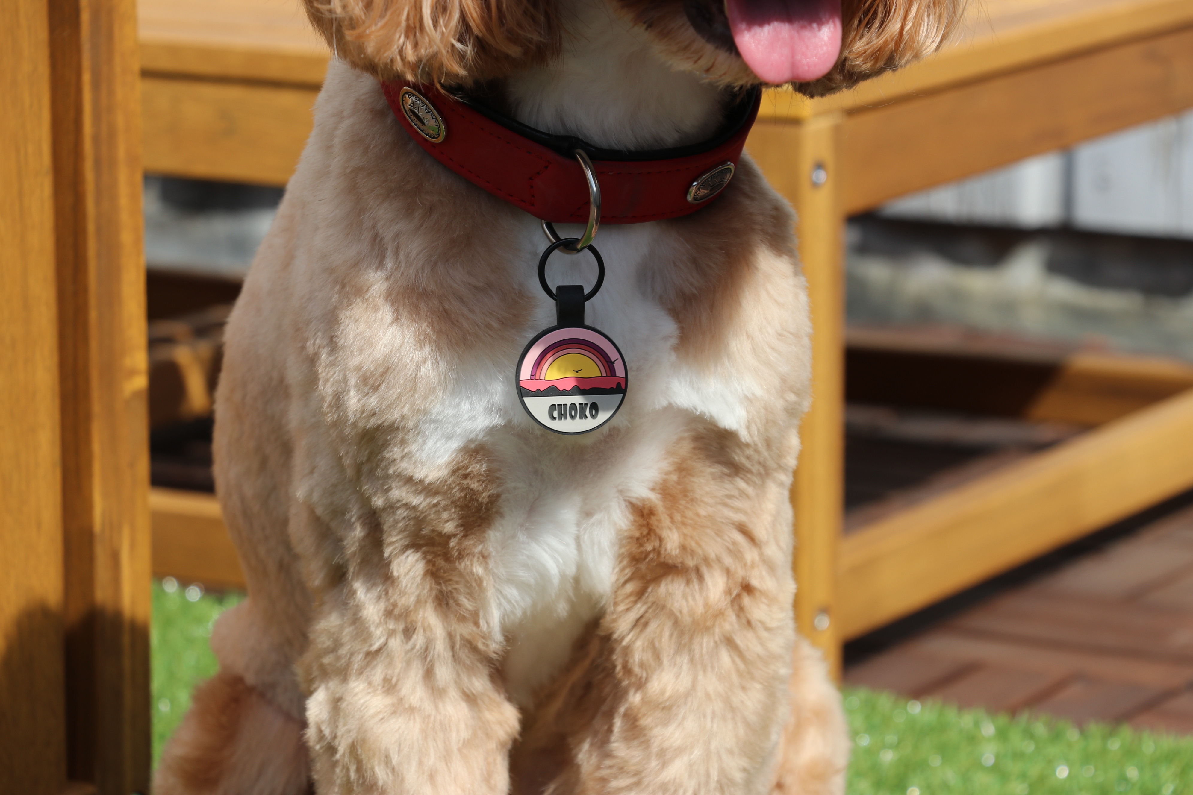 Choko wearing a personalised tag
